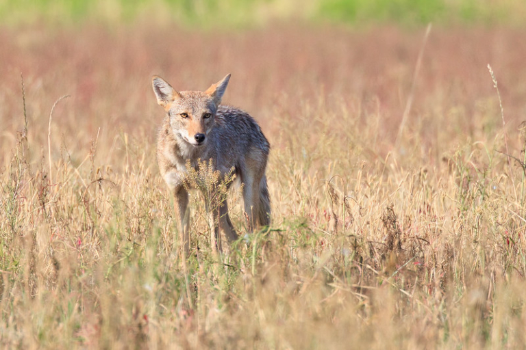 My Encounters With A Young Coyote Steve Creek