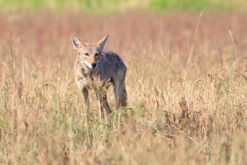 Young Female Coyote at Sequoyah National Wildlife Refuge