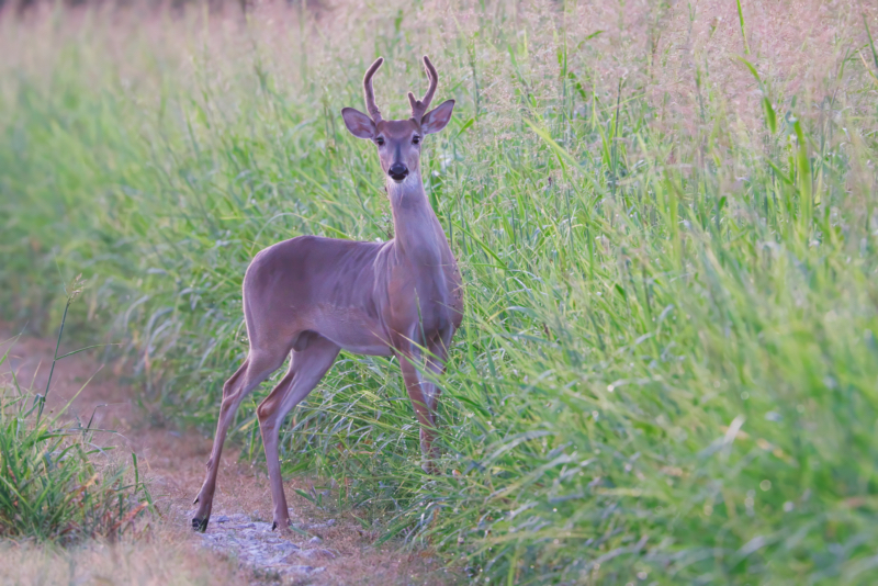Young Whitetail Buck With Velvet Intact