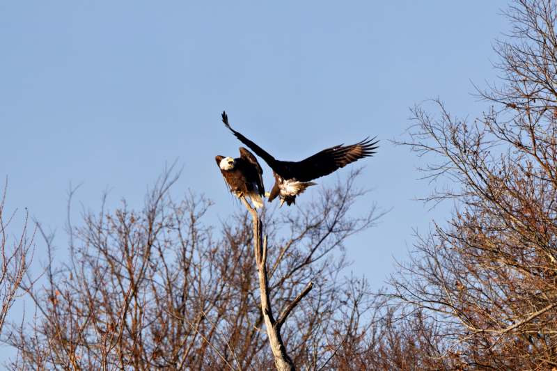 Bald Eagle Calls To Defend Its Perch Territory