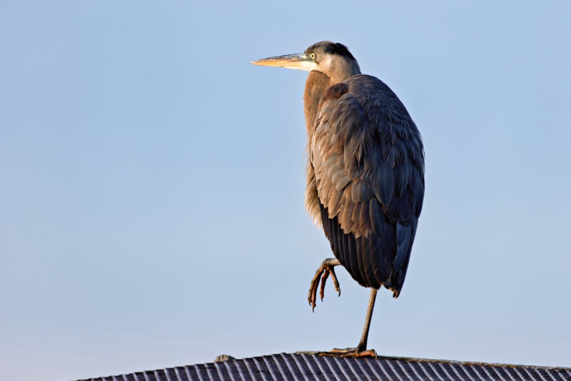 Great Blue Heron's One-Legged Posture on a Fishing Pier